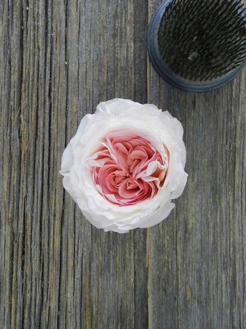 MAYRA`S BRIDAL PINK  LIGHT PINK GARDEN ROSE